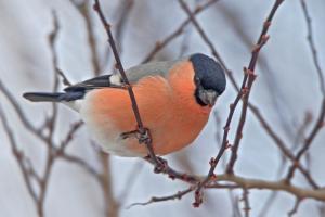 Gimpel, Männchen. Foto: Beni Herzog