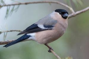 Gimpel, Weibchen. Foto: Michael Gerber