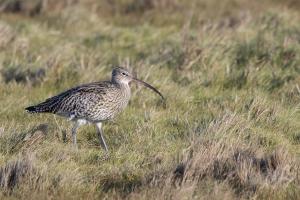 Grosser Brachvogel. Foto: Beat Rüegger