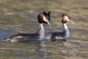 Haubentaucher. Foto: Beat Rüegger