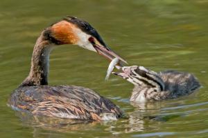 Haubentaucher mit Jungvogel. Foto: Beni Herzog