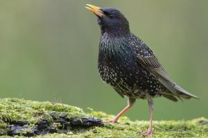 Star im Prachtkleid. Foto: Beat Rüegger