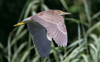 Jungvogel. Foto: Beni Herzog