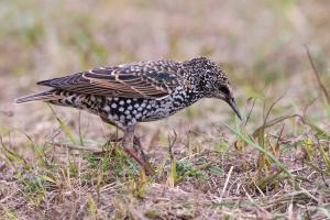 Star im Schlichtkleid. Foto: Michael Gerber