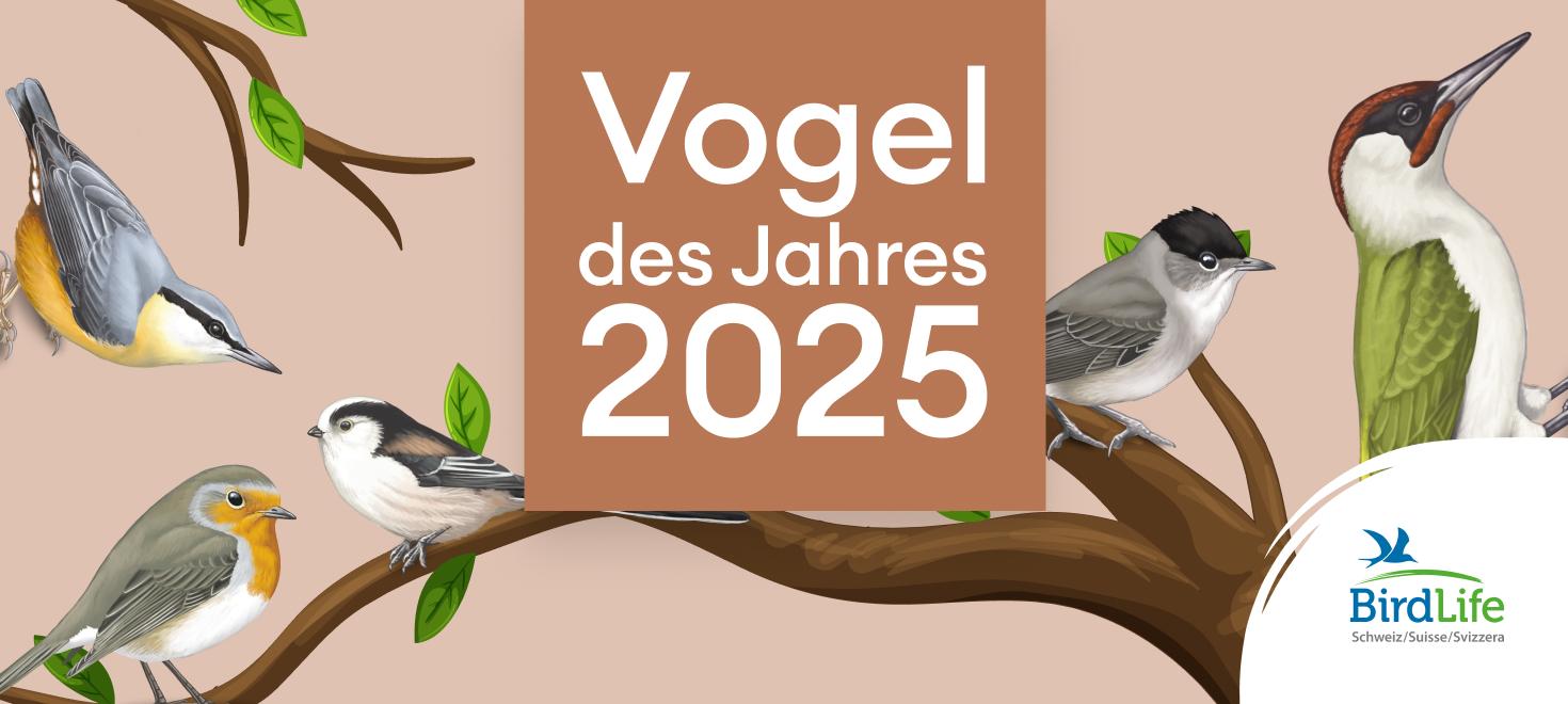 Vogel des Jahres 