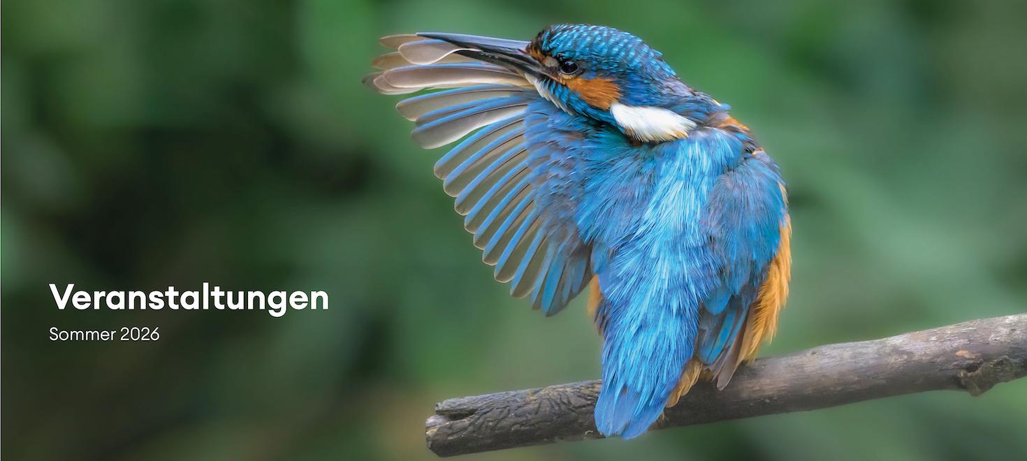 Veranstaltungen Sommer 2026
