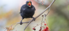 Amsel beim Verzehr von Weissdornfrüchten. Foto: Beat Rüegger.