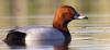 Common pochard