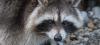 Waschbär