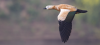 Rostgans im Flug